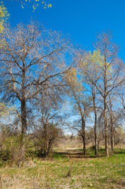 bozkır, çayır, veldt, veld. Bahar Orta Asya. Kazakistan. Turanga kavak. Euphrates kavak