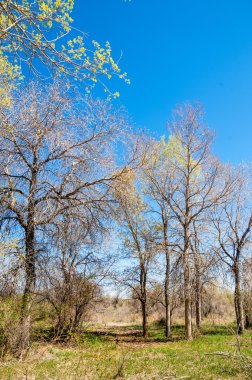 bozkır, çayır, veldt, veld. Bahar Orta Asya. Kazakistan. Turanga kavak. Euphrates kavak
