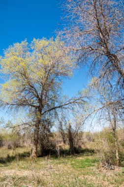 bozkır, çayır, veldt, veld. Bahar Orta Asya. Kazakistan. Turanga kavak. Euphrates kavak