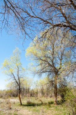 bozkır, çayır, veldt, veld. Bahar Orta Asya. Kazakistan. Turanga kavak. Euphrates kavak