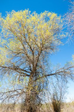 bozkır, çayır, veldt, veld. Bahar Orta Asya. Kazakistan. Turanga kavak. Euphrates kavak