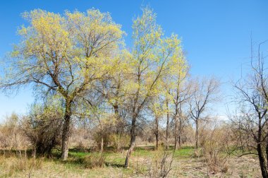 bozkır, çayır, veldt, veld. Bahar Orta Asya. Kazakistan. Turanga kavak. Euphrates kavak