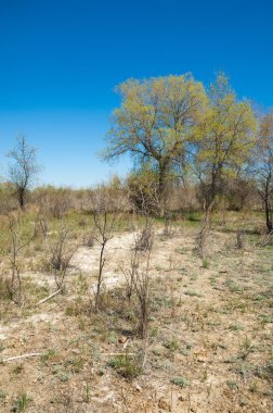 bozkır, çayır, veldt, veld. Bahar Orta Asya. Kazakistan. Turanga kavak. Euphrates kavak