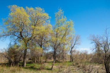 bozkır, çayır, veldt, veld. Bahar Orta Asya. Kazakistan. Turanga kavak. Euphrates kavak