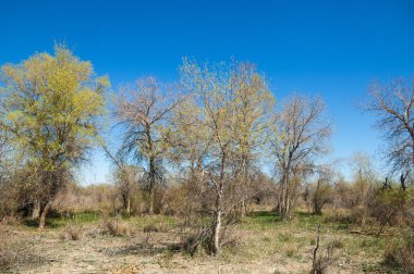 bozkır, çayır, veldt, veld. Bahar Orta Asya. Kazakistan. Turanga kavak. Euphrates kavak