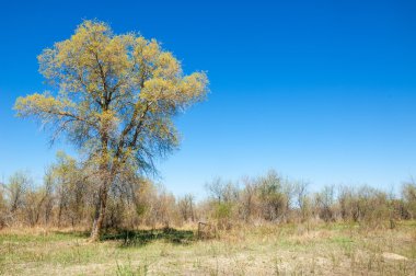 bozkır, çayır, veldt, veld. Bahar Orta Asya. Kazakistan. Turanga kavak. Euphrates kavak
