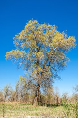bozkır, çayır, veldt, veld. Bahar Orta Asya. Kazakistan. Turanga kavak. Euphrates kavak