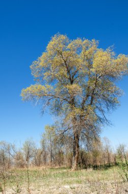 bozkır, çayır, veldt, veld. Bahar Orta Asya. Kazakistan. Turanga kavak. Euphrates kavak
