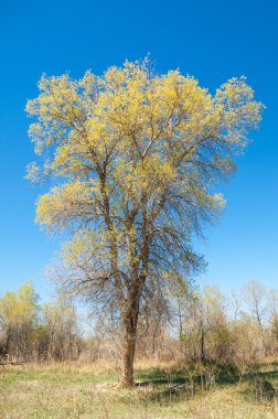bozkır, çayır, veldt, veld. Bahar Orta Asya. Kazakistan. Turanga kavak. Euphrates kavak