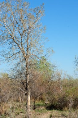 bozkır, çayır, veldt, veld. Bahar Orta Asya. Kazakistan. Turanga kavak. Euphrates kavak