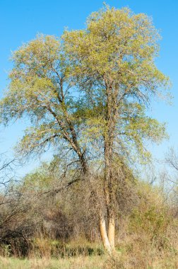bozkır, çayır, veldt, veld. Bahar Orta Asya. Kazakistan. Turanga kavak. Euphrates kavak