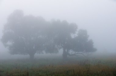 Sonbahar, Güz, yaprak sonbahar, sonbahar yaprak. yaprakları ve otelde bitkileri ve meyve toplandık yılın üçüncü sezon sonbahar