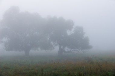 Sonbahar, Güz, yaprak sonbahar, sonbahar yaprak. yaprakları ve otelde bitkileri ve meyve toplandık yılın üçüncü sezon sonbahar