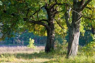 Sonbahar, Güz, yaprak sonbahar, sonbahar yaprak. yaprakları ve otelde bitkileri ve meyve toplandık yılın üçüncü sezon sonbahar