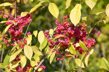 Sonbahar, Güz, yaprak sonbahar, sonbahar yaprak. yaprakları ve otelde bitkileri ve meyve toplandık yılın üçüncü sezon sonbahar