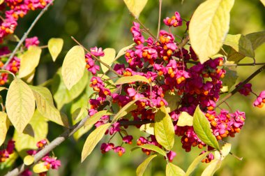 Sonbahar, Güz, yaprak sonbahar, sonbahar yaprak. yaprakları ve otelde bitkileri ve meyve toplandık yılın üçüncü sezon sonbahar