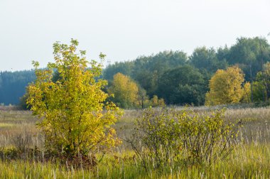 Sonbahar, Güz, yaprak sonbahar, sonbahar yaprak. yaprakları ve otelde bitkileri ve meyve toplandık yılın üçüncü sezon sonbahar
