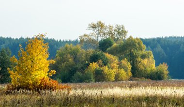 Sonbahar, Güz, yaprak sonbahar, sonbahar yaprak. yaprakları ve otelde bitkileri ve meyve toplandık yılın üçüncü sezon sonbahar