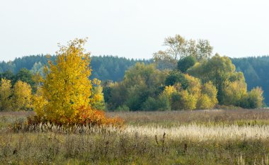 Sonbahar, Güz, yaprak sonbahar, sonbahar yaprak. yaprakları ve otelde bitkileri ve meyve toplandık yılın üçüncü sezon sonbahar