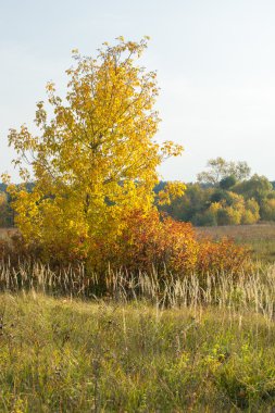 Sonbahar, Güz, yaprak sonbahar, sonbahar yaprak. yaprakları ve otelde bitkileri ve meyve toplandık yılın üçüncü sezon sonbahar