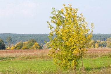 Sonbahar, Güz, yaprak sonbahar, sonbahar yaprak. yaprakları ve otelde bitkileri ve meyve toplandık yılın üçüncü sezon sonbahar