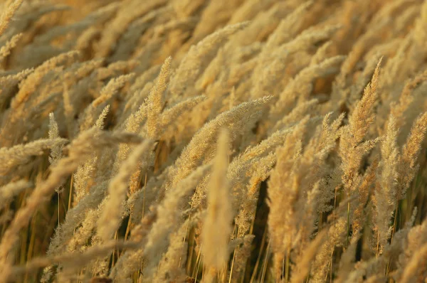 Doku sarı çim, salkım. bir çok yıllık bitki. gevşek, dallanma küme çiçek,