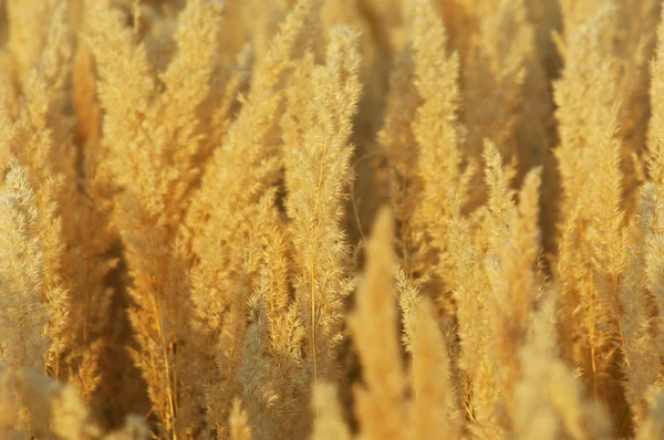 Texture Yellow Grass Panicle Perennial Plant Loose Branching Cluster Flowers — Stock Photo, Image