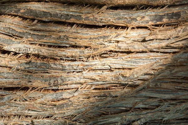 Textura Casca Árvore Fundo Latido Árvore — Fotografia de Stock