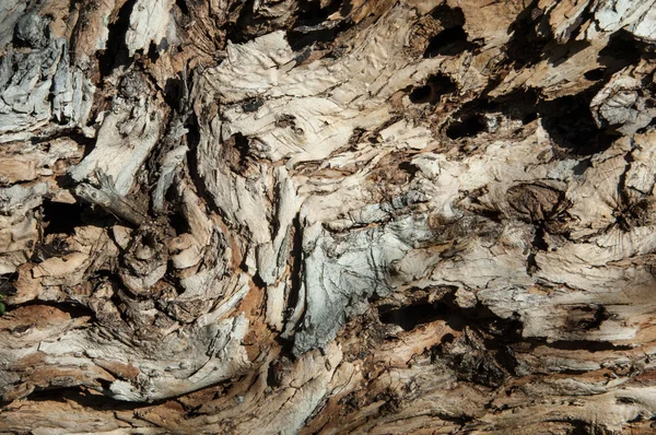 Texture Tree Bark Background Bark Tree — Stock Photo, Image