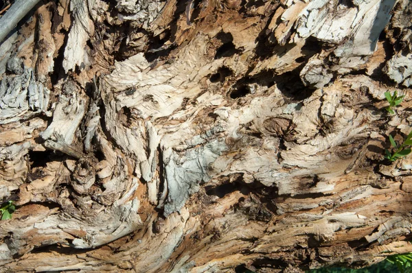 texture of tree bark. background, bark of the tree,