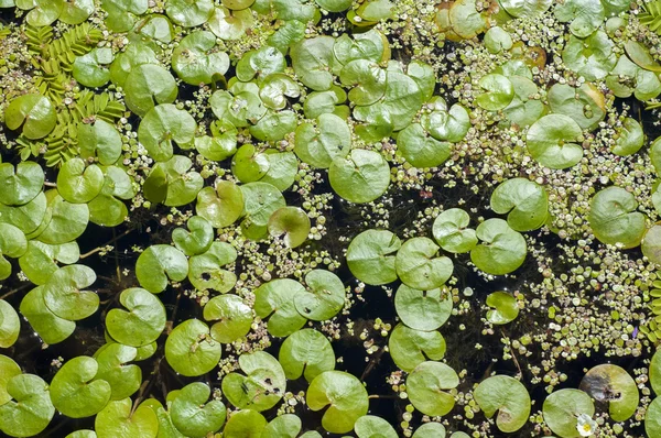 Texture Sfondo Vegetazione Sull Acqua Duckweed Estate Una Minuscola Pianta — Foto Stock