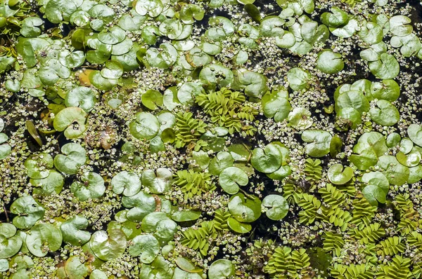 Textura Fondo Vegetación Agua Duckweed Verano Una Diminuta Planta Floración —  Fotos de Stock