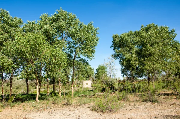 Divočina Písky Divočině Nakládání Odpady Poušť Sahara Ohrada Pro Dobytek — Stock fotografie