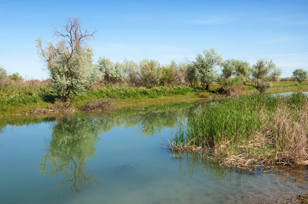 Steppe River Reeds Summer Views View River Small Blue River — Stock Photo, Image