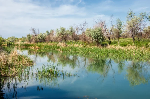 Steppe River Reeds Summer Views View River Small Blue River — Stock Photo, Image