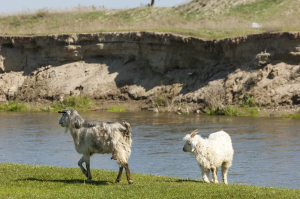 Goats Grazing Sheep River Heard Goats Sheep Graze Plateau Water — Stock Photo, Image