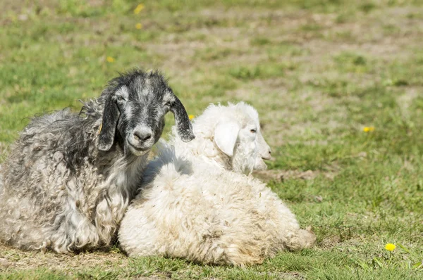 Goats Grazing Sheep River Heard Goats Sheep Graze Plateau Water — Stock Photo, Image