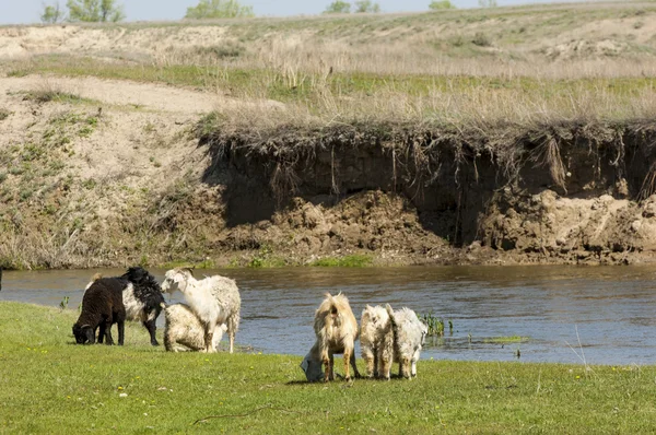 Goats Grazing Sheep River Heard Goats Sheep Graze Plateau Water — Stock Photo, Image