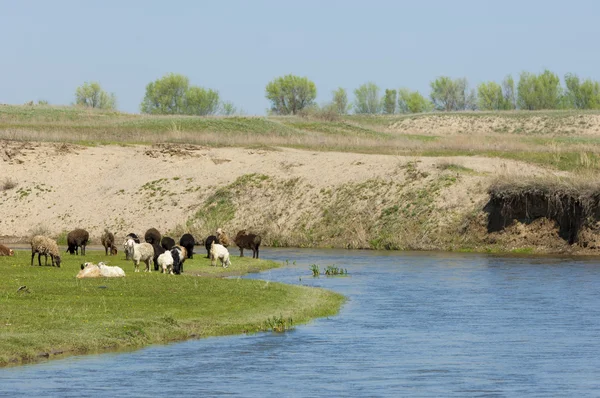 Goats Grazing Sheep River Heard Goats Sheep Graze Plateau Water — Stock Photo, Image