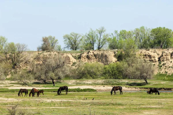 Steppe Prairie Veld Veldt Bright Sunshine Spring Desert Horses Grazing — Stock Photo, Image