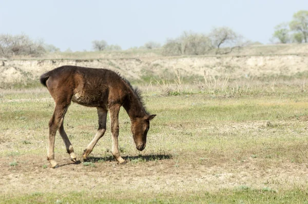 Estepa Pradera Terciopelo Terciopelo Brillante Sol Primavera Desierto Caballos Pastando — Foto de Stock