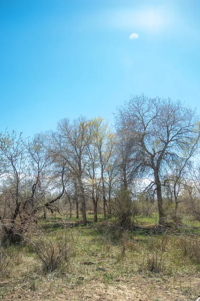 Stäppen Prairie Veldt Veld Våren Centralasien Kazakstan Turanga Poppel Eufrat — Stockfoto