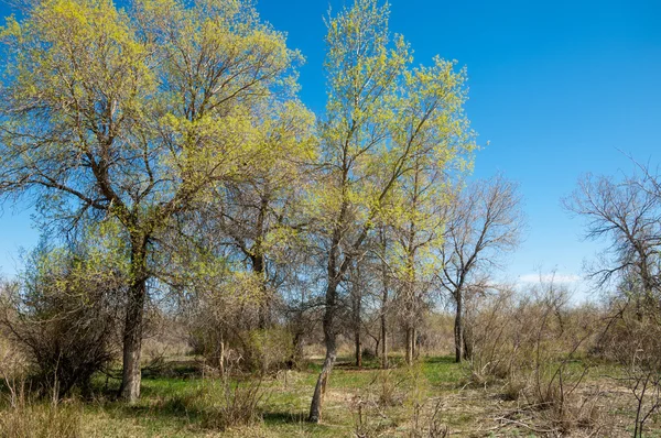 Steppe Prairie Veldt Veld Voorjaar Centraal Azië Kazachstan Turanga Populier — Stockfoto