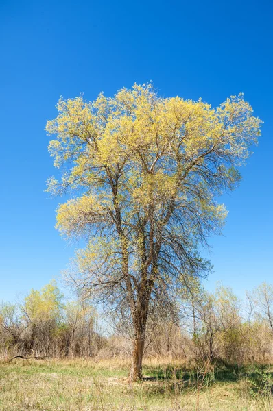 Estepe Pradaria Veldt Veld Primavera Ásia Central Cazaquistão Turanga Álamo — Fotografia de Stock