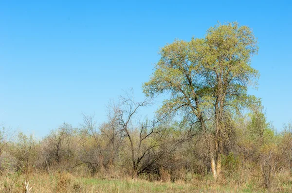 Stäppen Prairie Veldt Veld Våren Centralasien Kazakstan Turanga Poppel Eufrat — Stockfoto