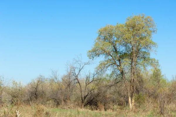 Stäppen Prairie Veldt Veld Våren Centralasien Kazakstan Turanga Poppel Eufrat — Stockfoto