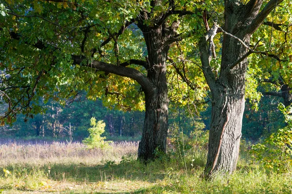 autumn, fall, leaf fall, fall of the leaf. the third season of the year, when crops and fruits are gathered and leaves fall