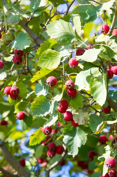 autumn, fall, leaf fall, fall of the leaf. the third season of the year, when crops and fruits are gathered and leaves fall