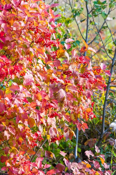 Fallen Viburnum Trauben Von Viburnum Herbst Leuchtend Rote Blätter — Stockfoto