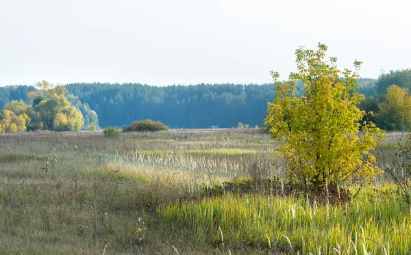 Otoño Otoño Caída Hoja Caída Hoja Tercera Temporada Del Año — Foto de Stock